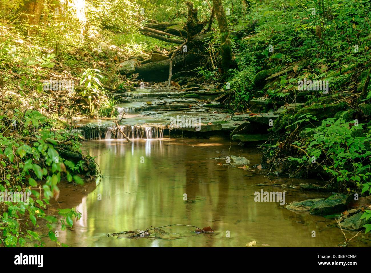Petit ruisseau avec une cascade dans les bois près de Versailles, Kentucky Banque D'Images
