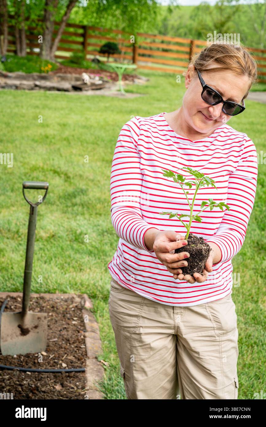 Une femme tient un semis de tomate à planter dans le jardin Banque D'Images