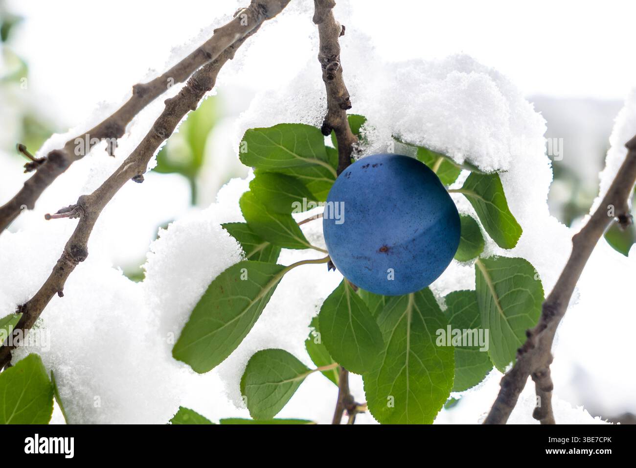 Prune sur branche d'arbre couverte de neige Banque D'Images