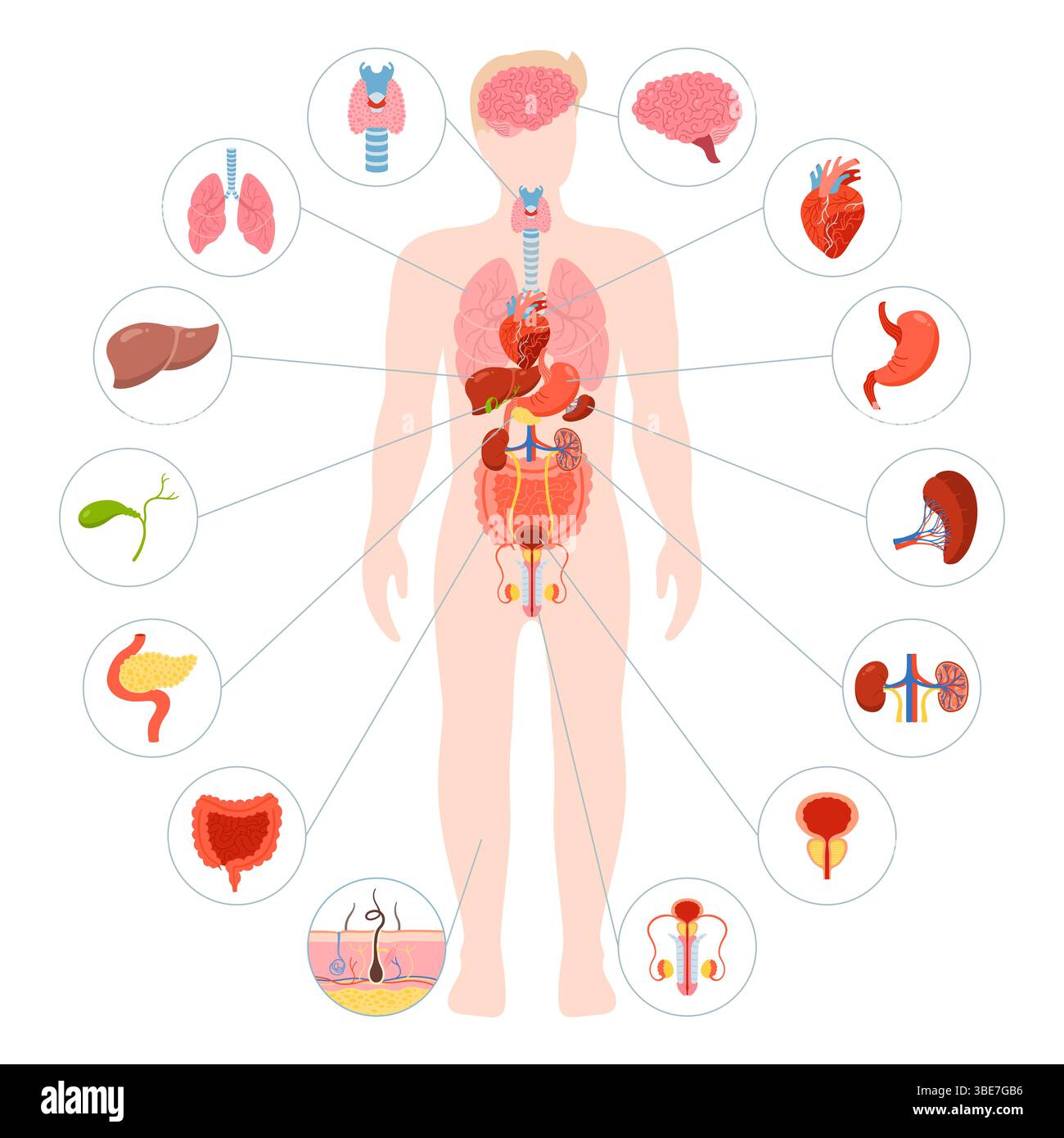 illustration-d-organe-interne-du-corps-humain-anatomie-masculine