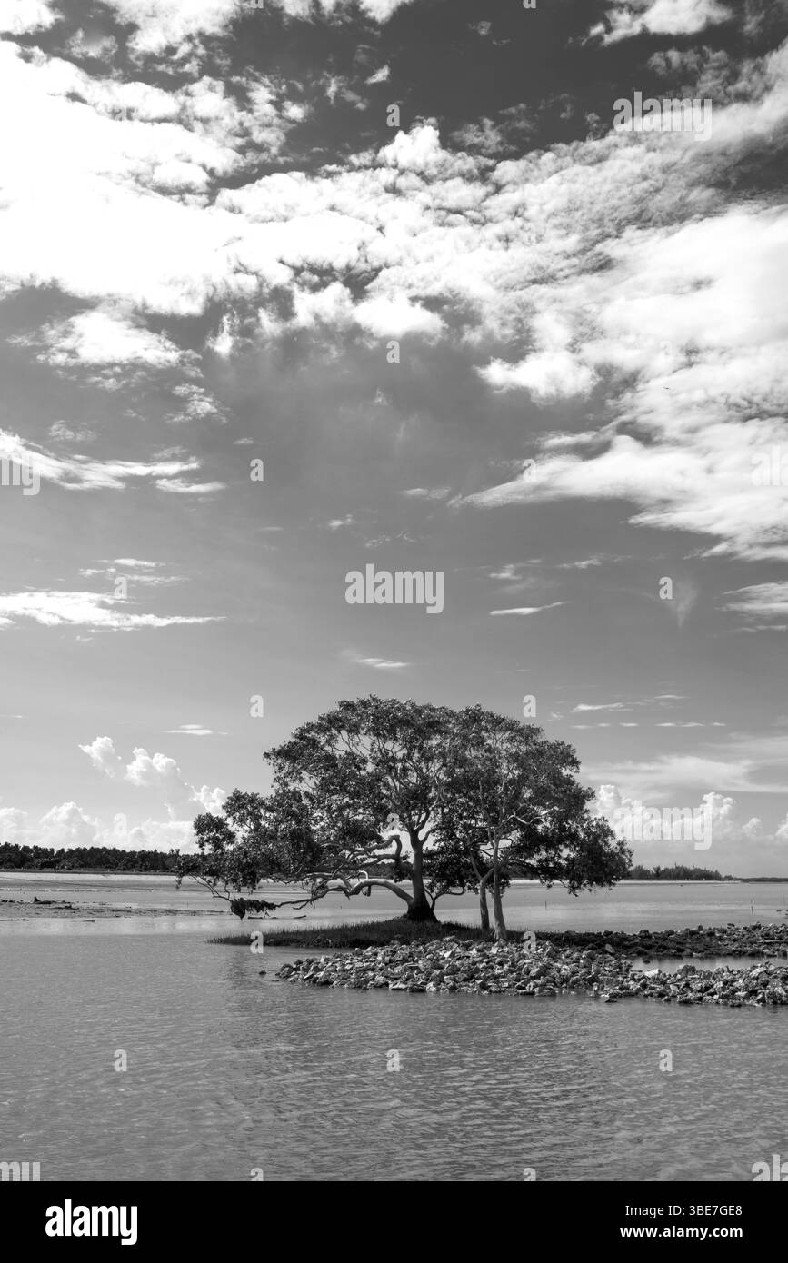 Un bourgeon de lotus blanc – au milieu de l’obscurité des feuilles fanées – s’élève comme une prière pour la lumière et la renaissance. Banque D'Images