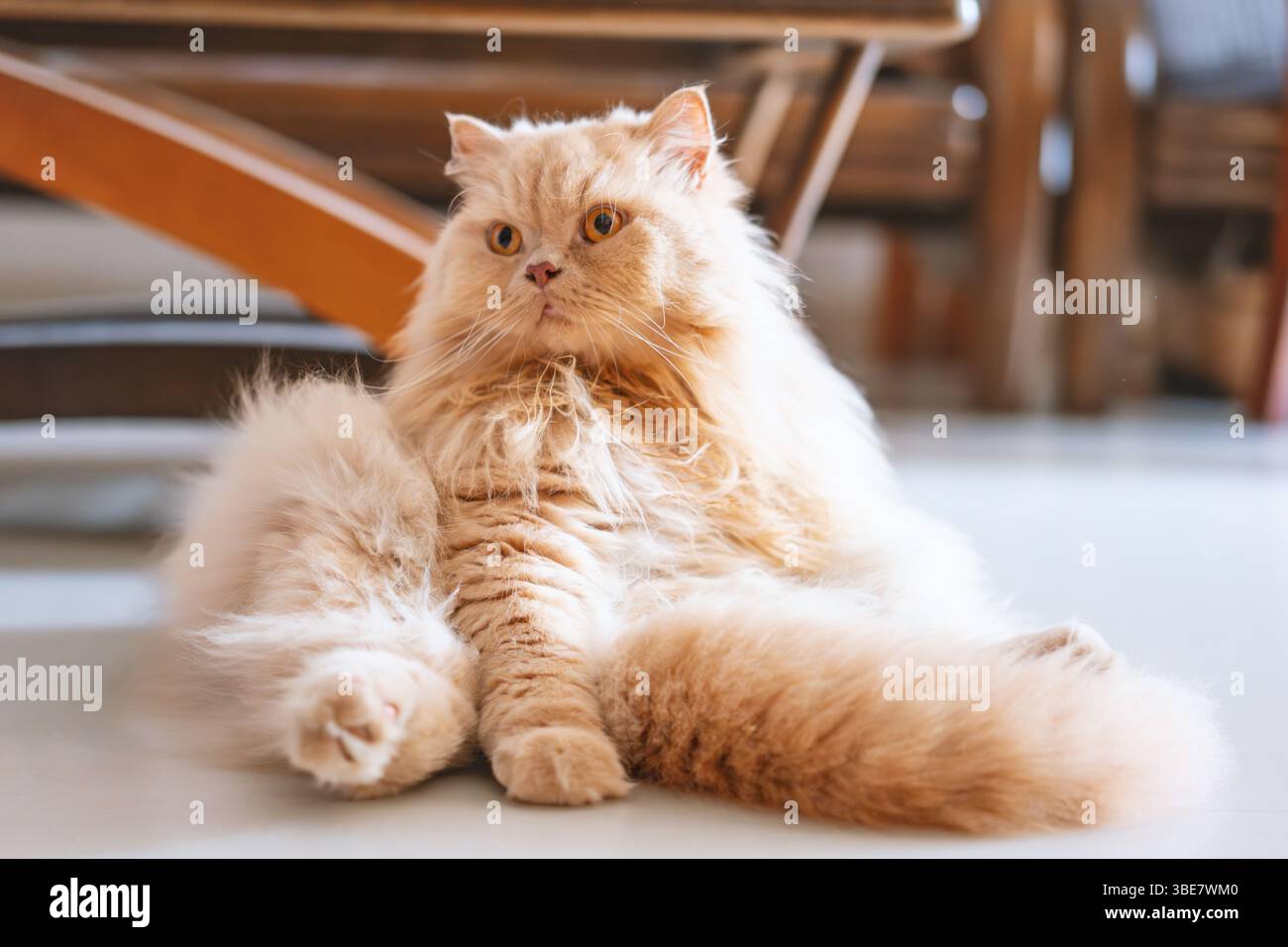 Un chat jaune britannique long à l'intérieur debout sur le balcon se prélasser au soleil tout en profitant de la brise Banque D'Images