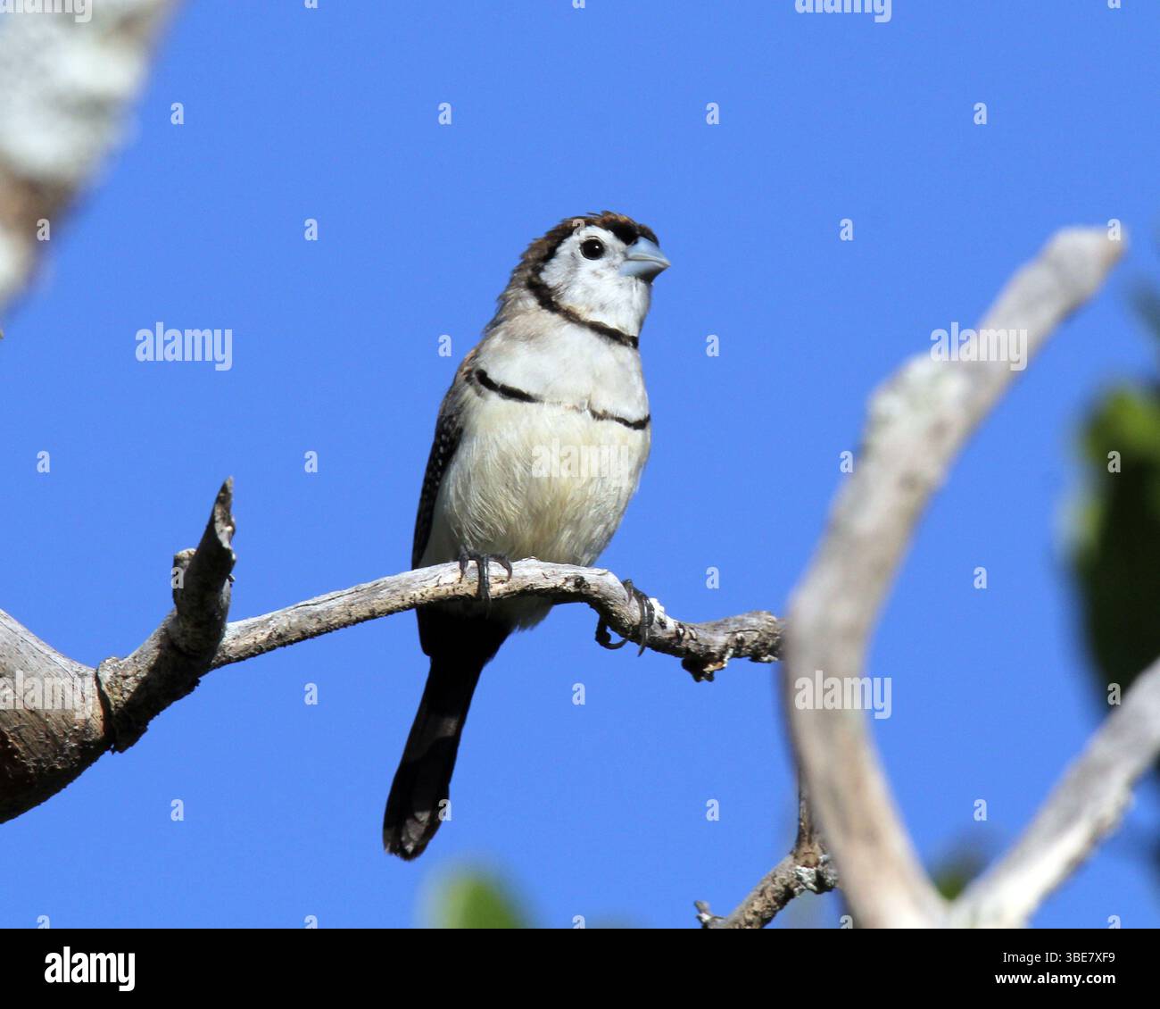 Oiseau finch à double barreau assis sur une branche d'arbre contre un ciel bleu Banque D'Images