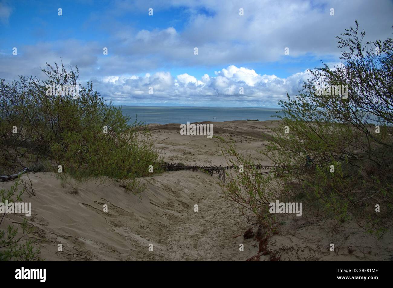 Dunes de sable sur l'axe de Curonian, Lituanie Banque D'Images