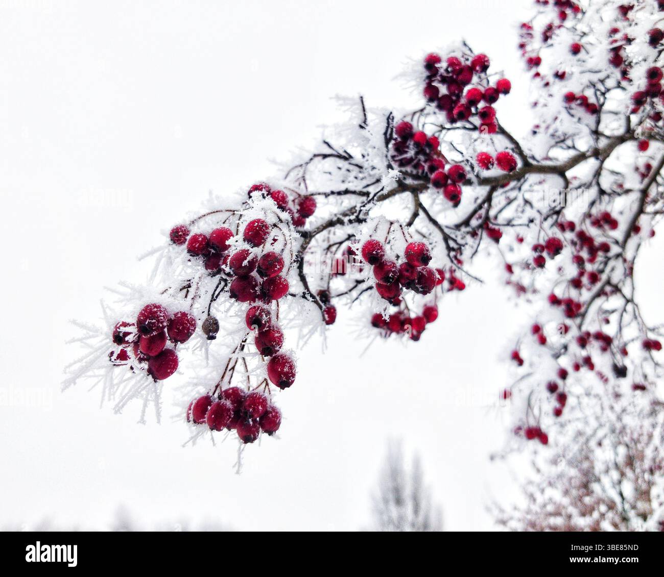 Baies rouges couvertes de givre sur une branche d'hiver. Gros plan de baies rouges givrées sur une branche, mettant en valeur la beauté de l'hiver, tourné contre un ciel blanc Banque D'Images
