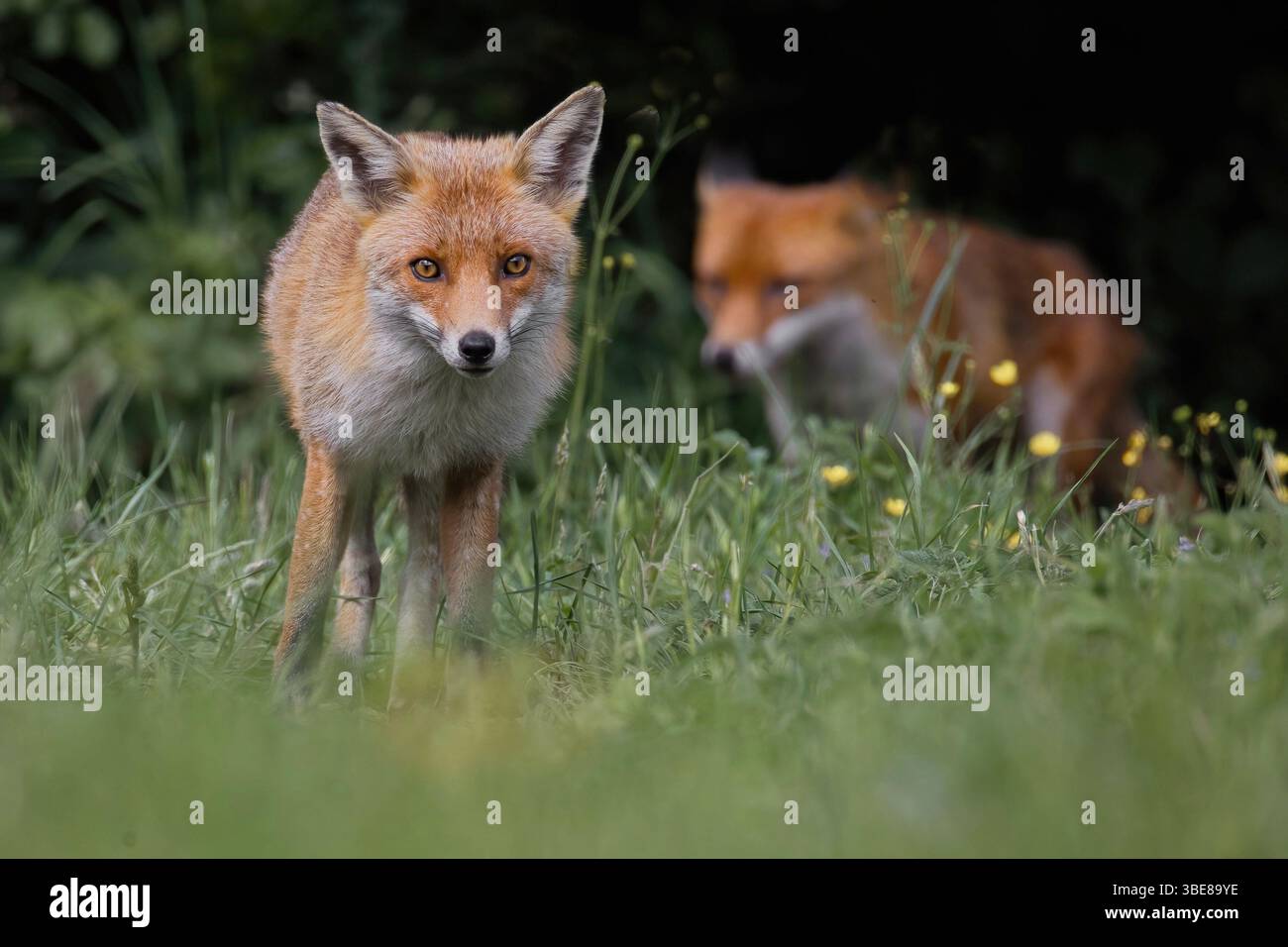 gros plan portrait d'un renard roux pris à faible angle. montrant un animal venant prudemment vers la caméra. En arrière-plan un deuxième renard hors foyer Banque D'Images