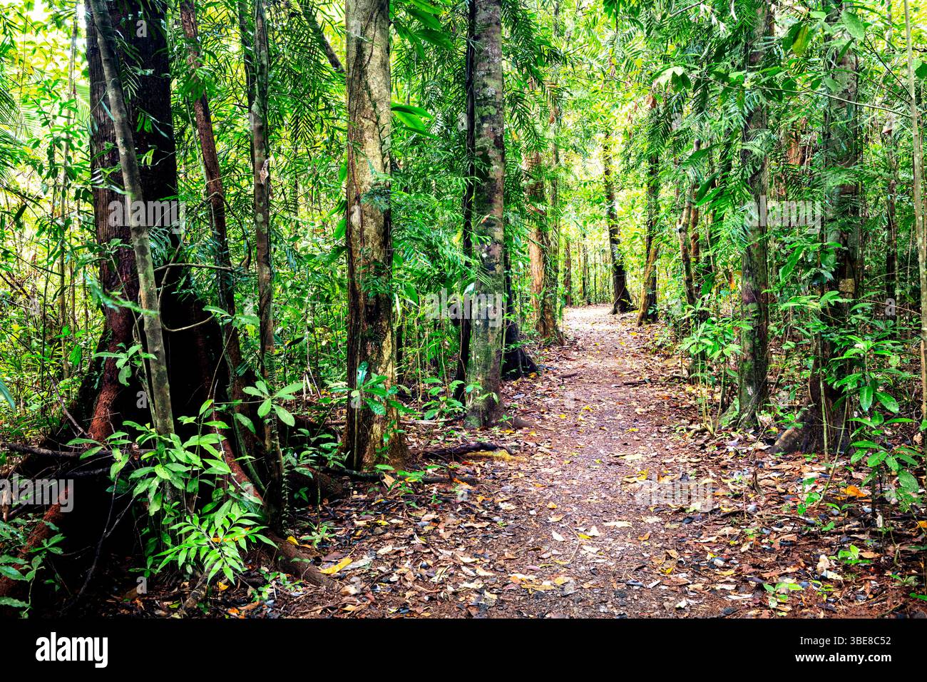 Sentier de randonnée dans la forêt tropicale du Queensland. Banque D'Images