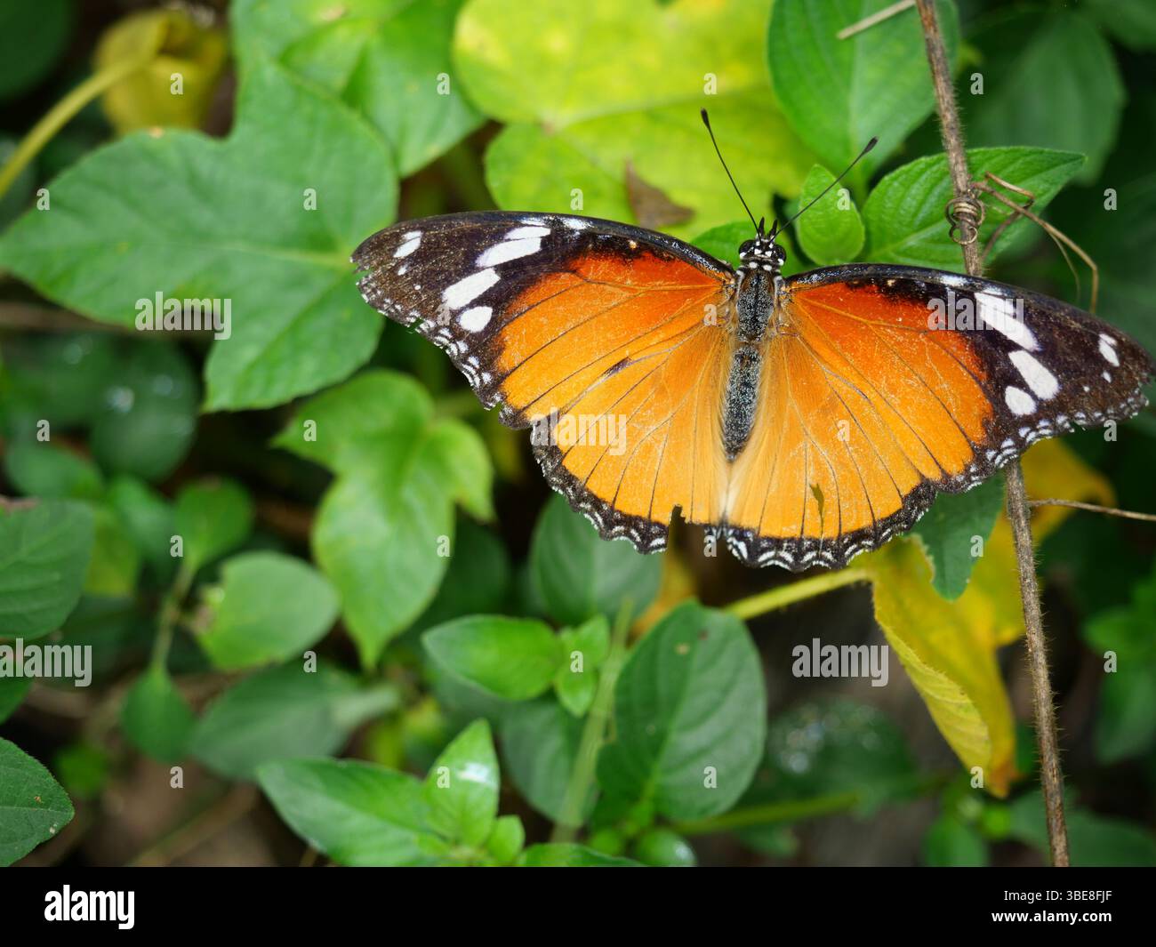 Tigre Uni ou monarque africain (Danaus chrysippu) papillon sur feuille avec fond vert naturel, orange avec motif de couleur blanche et noire sur l'aile Banque D'Images