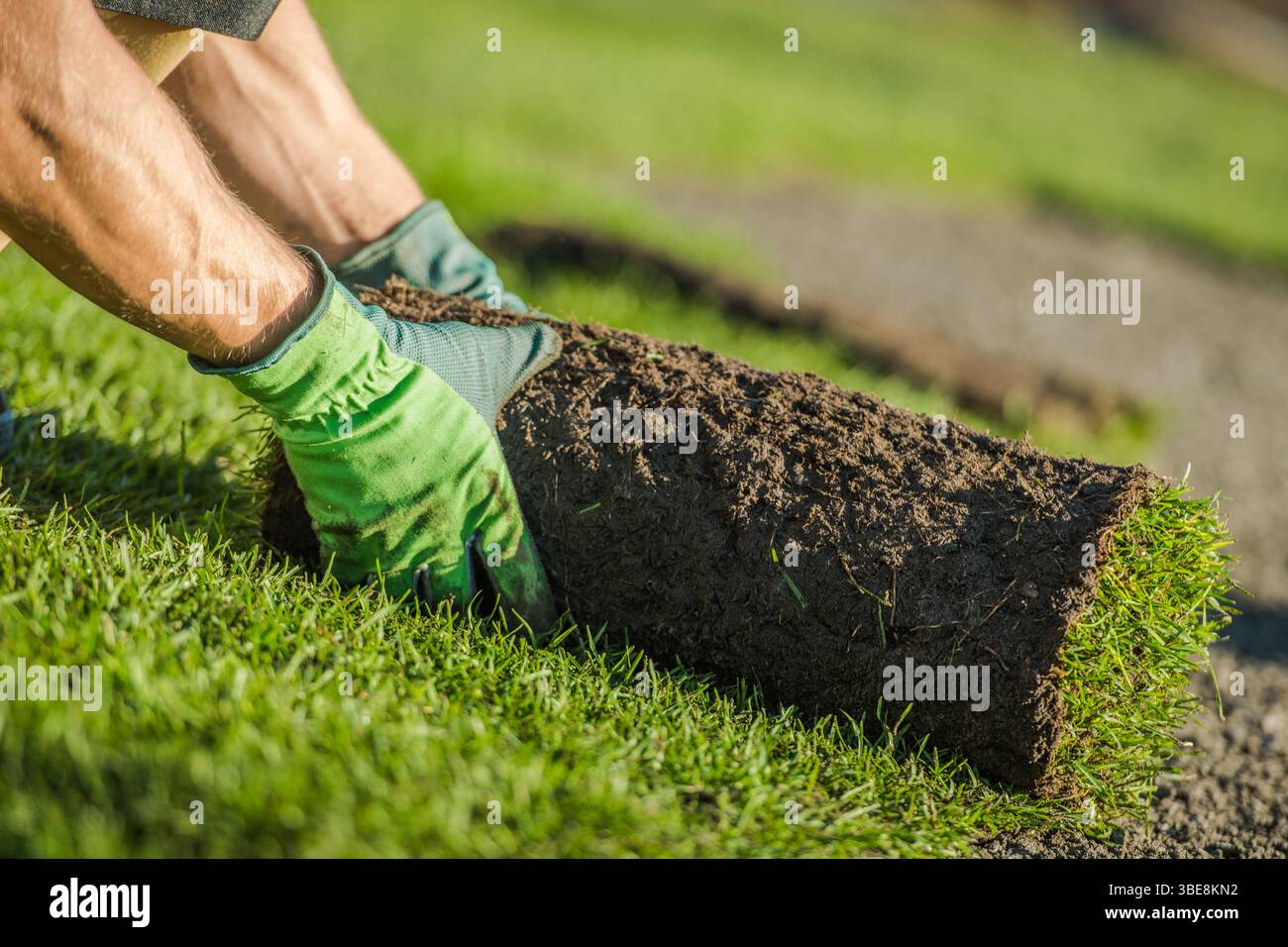 Une personne portant des gants verts installe soigneusement du gazon frais dans un jardin, améliorant ainsi l’apparence de la pelouse par temps ensoleillé. Banque D'Images