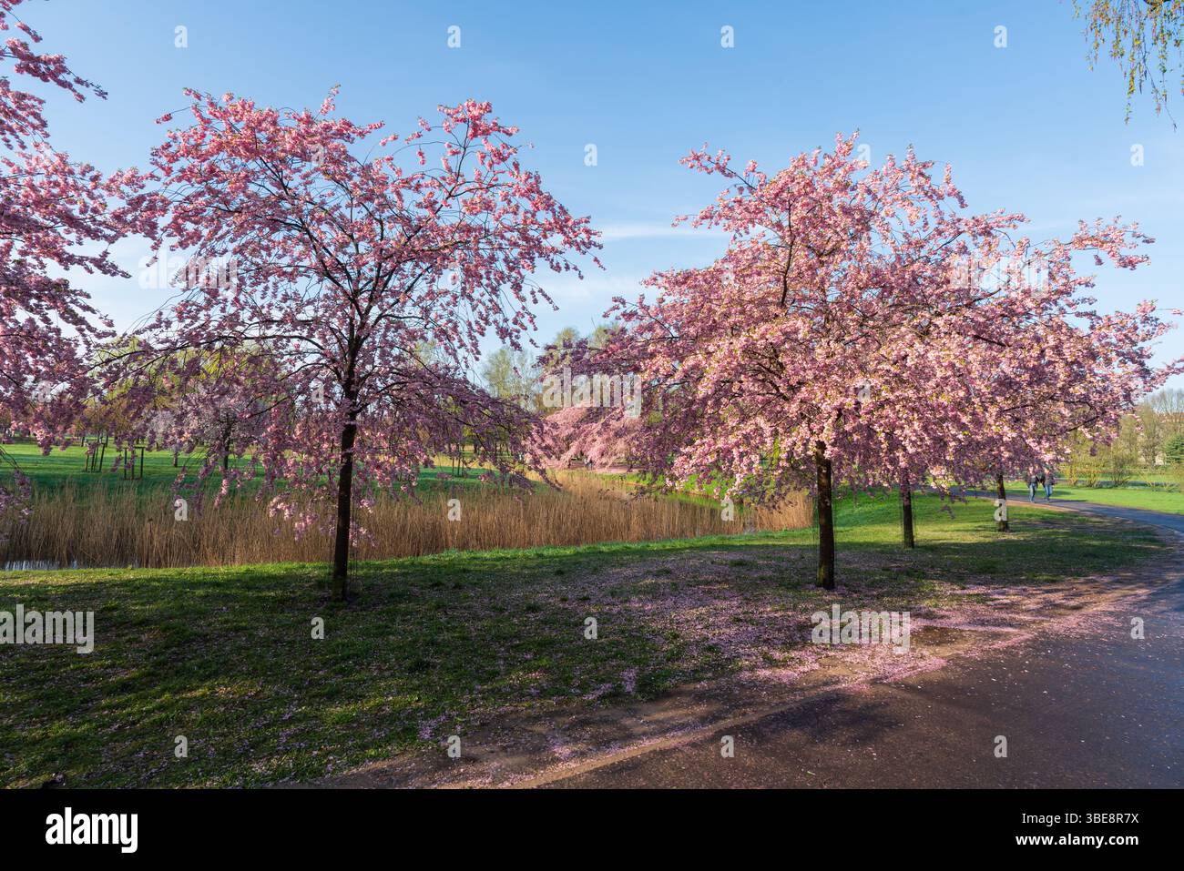 Jardins Sakura un matin de printemps à Riga, Lettonie Banque D'Images