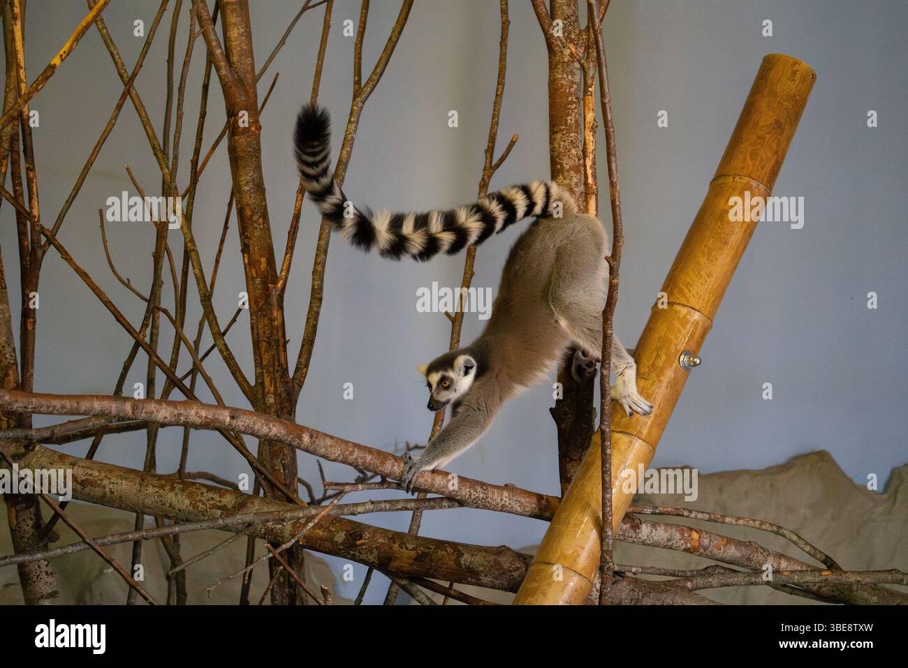 Lemur à queue annulaire au zoo de Riga, Lativia Banque D'Images