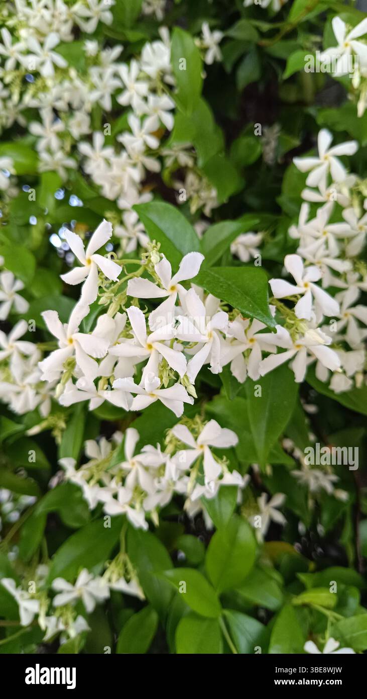 Petites fleurs blanches (White Stonecrop) en grappes dans un jardin Banque D'Images