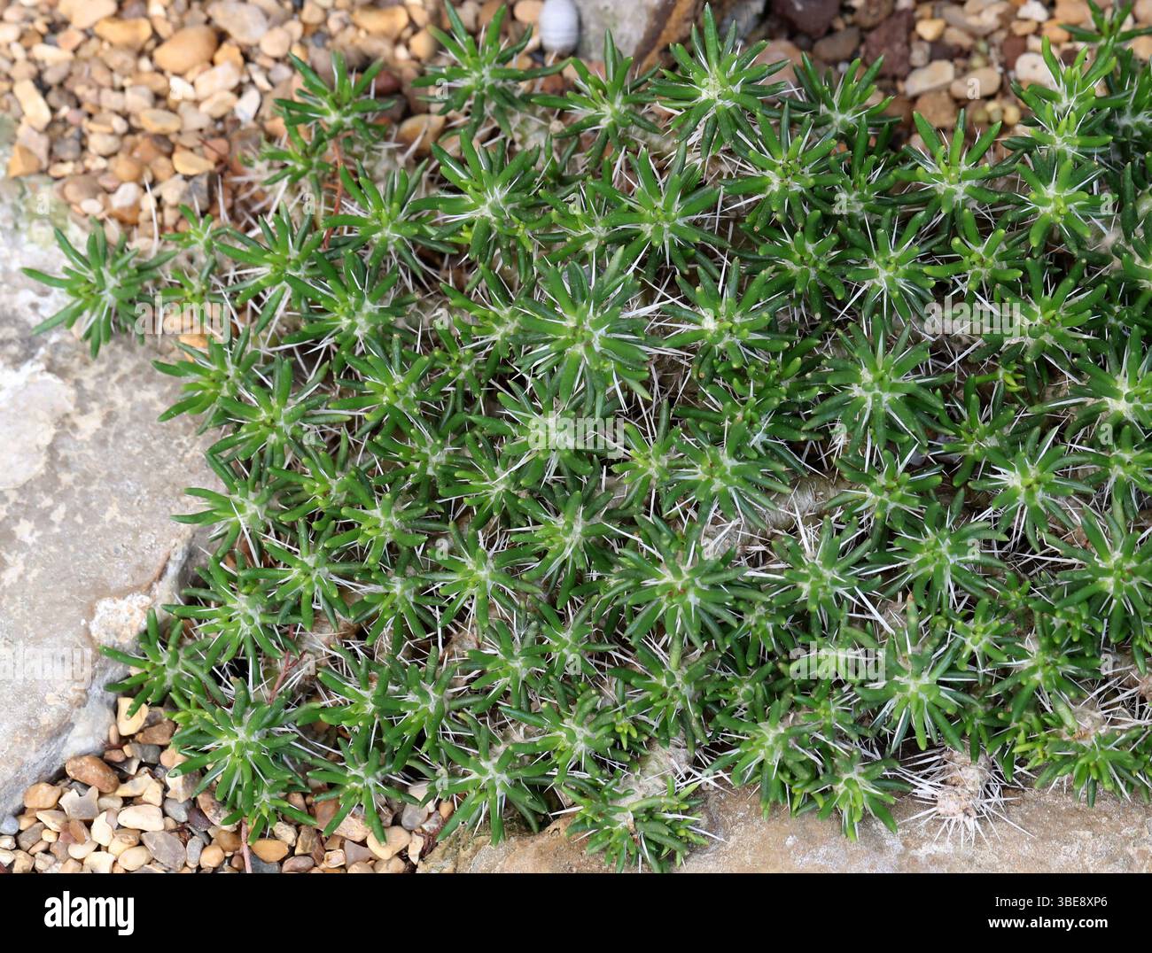 Plante de coussin, Maihuén ou Hierba del Guanaco, Maihueia poeppigii, Cactacées. Chili central à Argentine, Amérique du Sud. SYN. Opuntia poeppigii. Banque D'Images