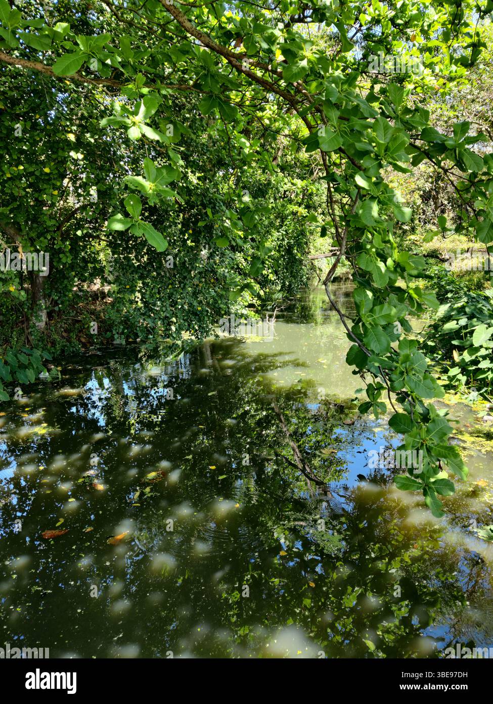 Un cours d'eau peu profond et calme est bordé par des arbres et des arbustes verts denses et luxuriants projetant une lumière et des ombres tamisées sur sa surface vert olive foncé et trouble. - Image de stock capturée avec un smartphone