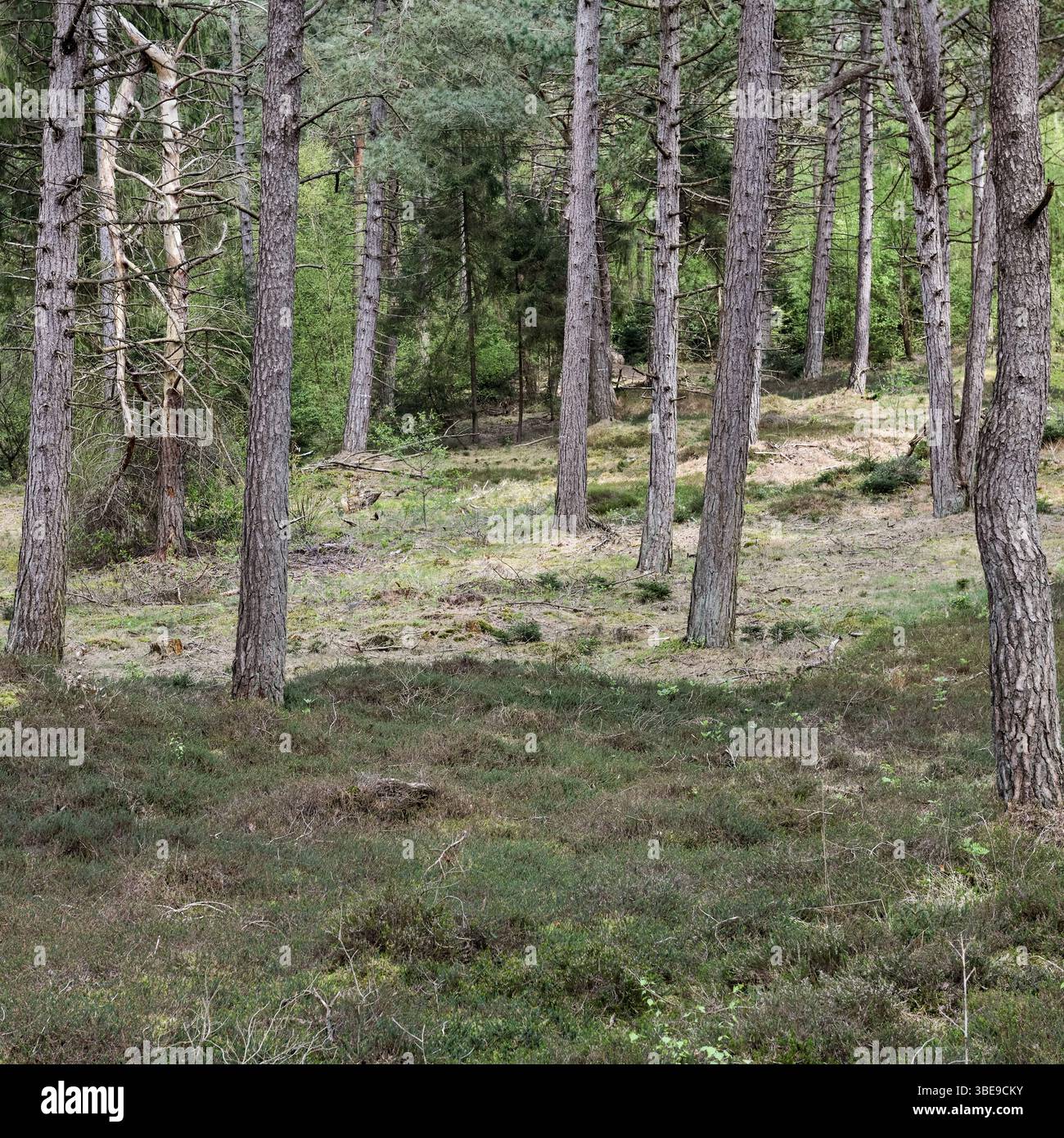 Forêt de pins de dune... Wernerwald, Cuxhaven, pins noirs, seule forêt sur la côte allemande de la mer du Nord en transition directe vers la mer des Wadden Banque D'Images