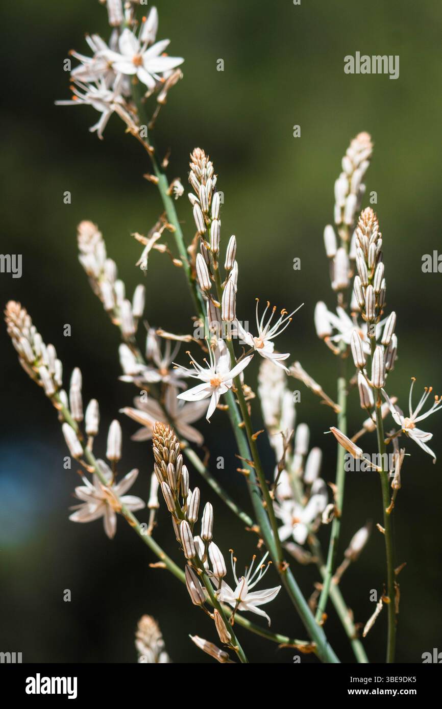 Asphodel ramifié (Asphodelus ramosus) poussant dans le parc naturel de la Sierra de Andújar, Andalousie Espagne Banque D'Images