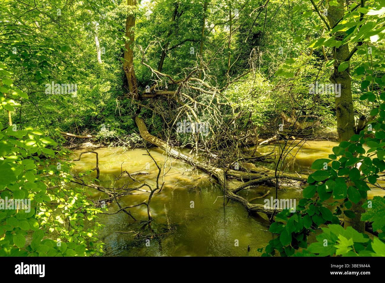 Branche renaturalisée de la Nidda à Francfort, Hesse, Allemagne Banque D'Images Branche renaturalisée de la Nidda à Francfort, Hesse, Allemagne Banque D'Images