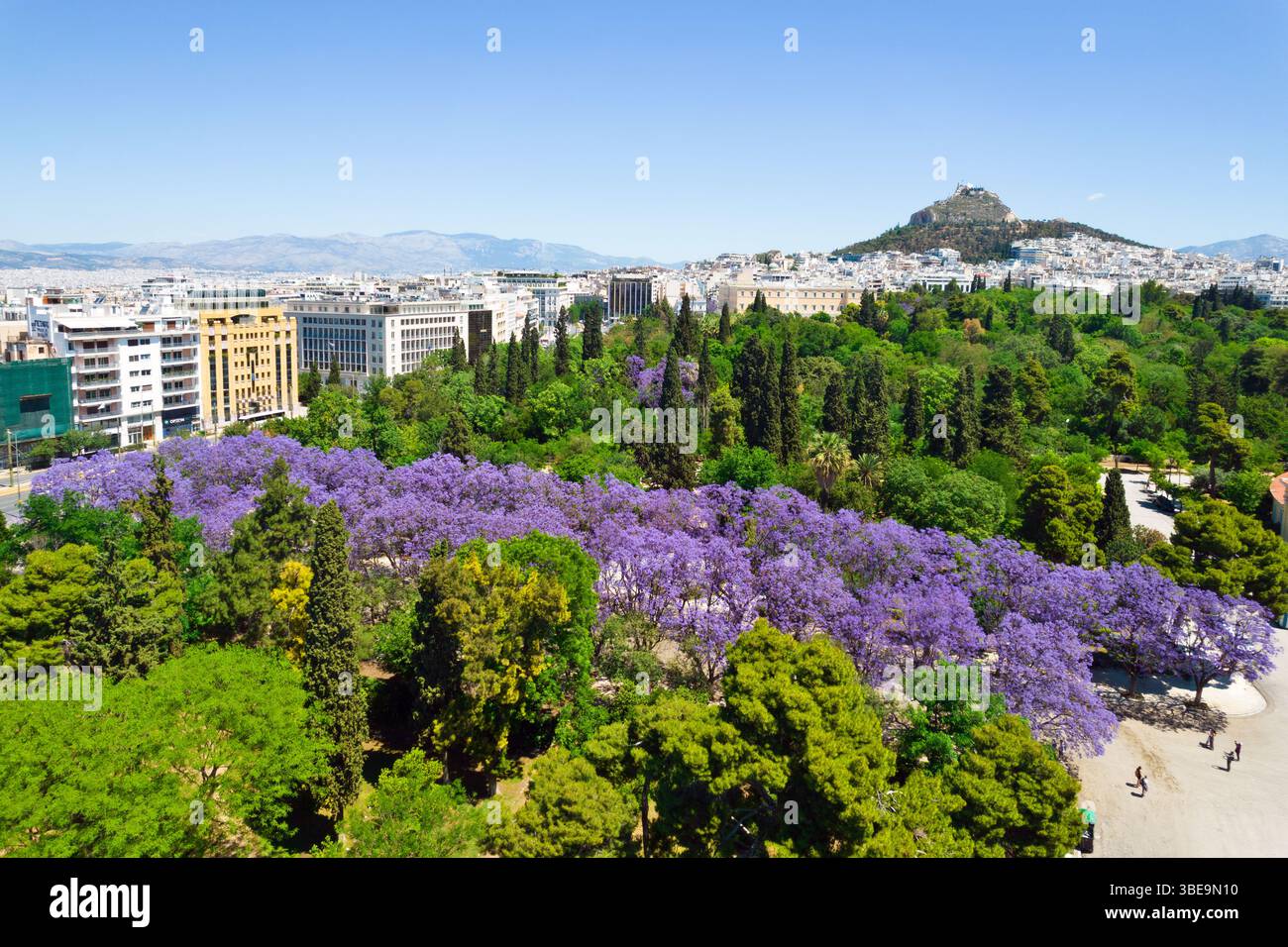 Les arbres jacaranda en pleine floraison dans le jardin national d'Athènes, en Grèce, avec la colline Lycabette et l'horizon de la ville s'étendant sous un ciel bleu clair Banque D'Images