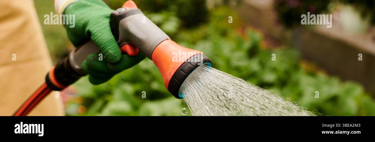 Dans une serre ensoleillée, le jardinier arrose les plantes florissantes avec soin, bannière Banque D'Images