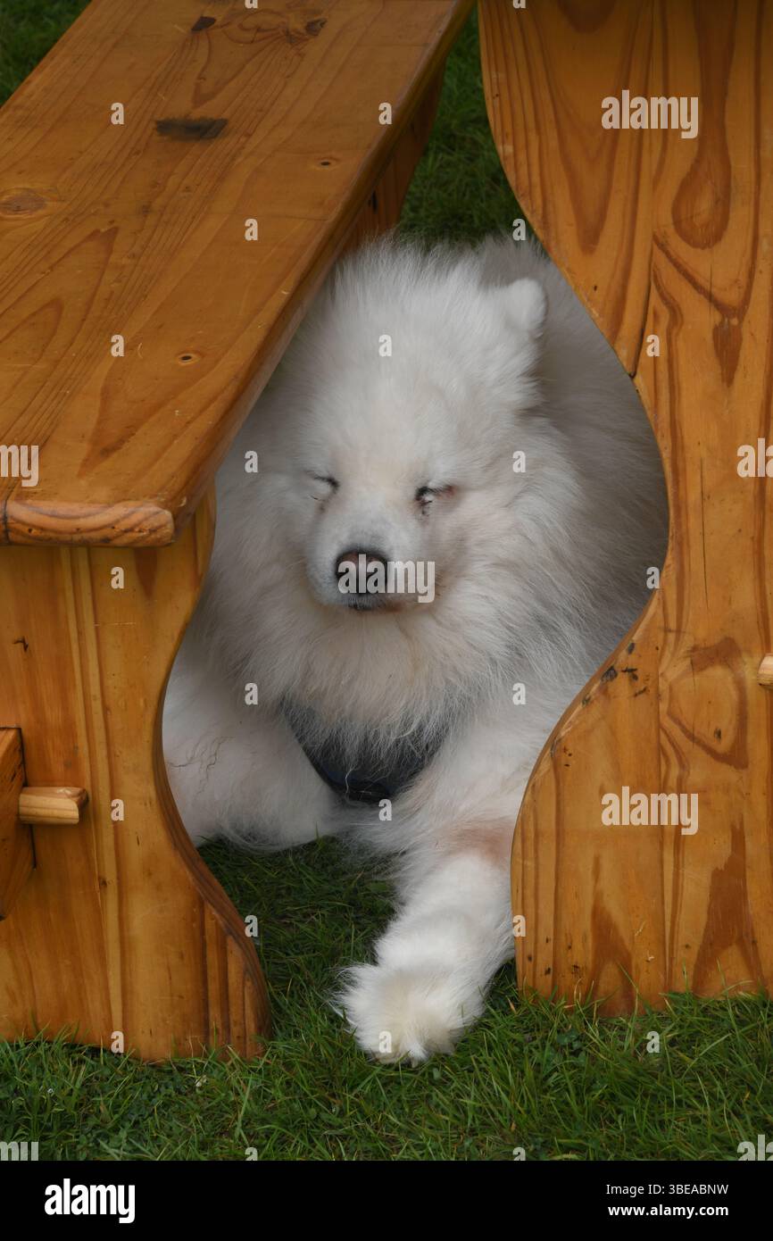 Chien sous un banc Banque D'Images