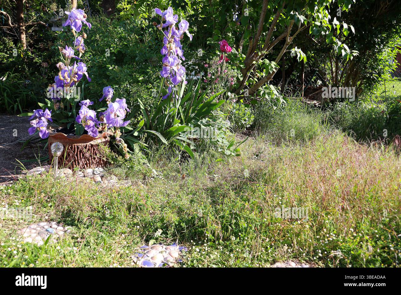 Pelouse non tondue dans un petit jardin pendant le mois de mai (No Mow May) pour fournir la nourriture vitale nécessaire aux abeilles et aux papillons (Baden, Allemagne) Banque D'Images