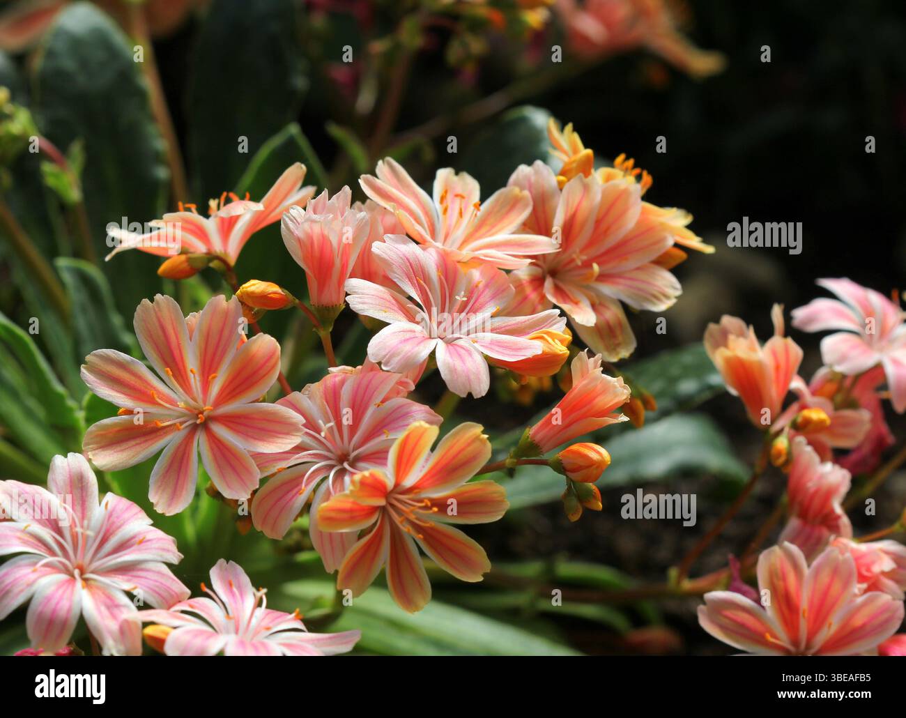 Gros plan d'un cotylédon Lewisia de couleur corail Banque D'Images