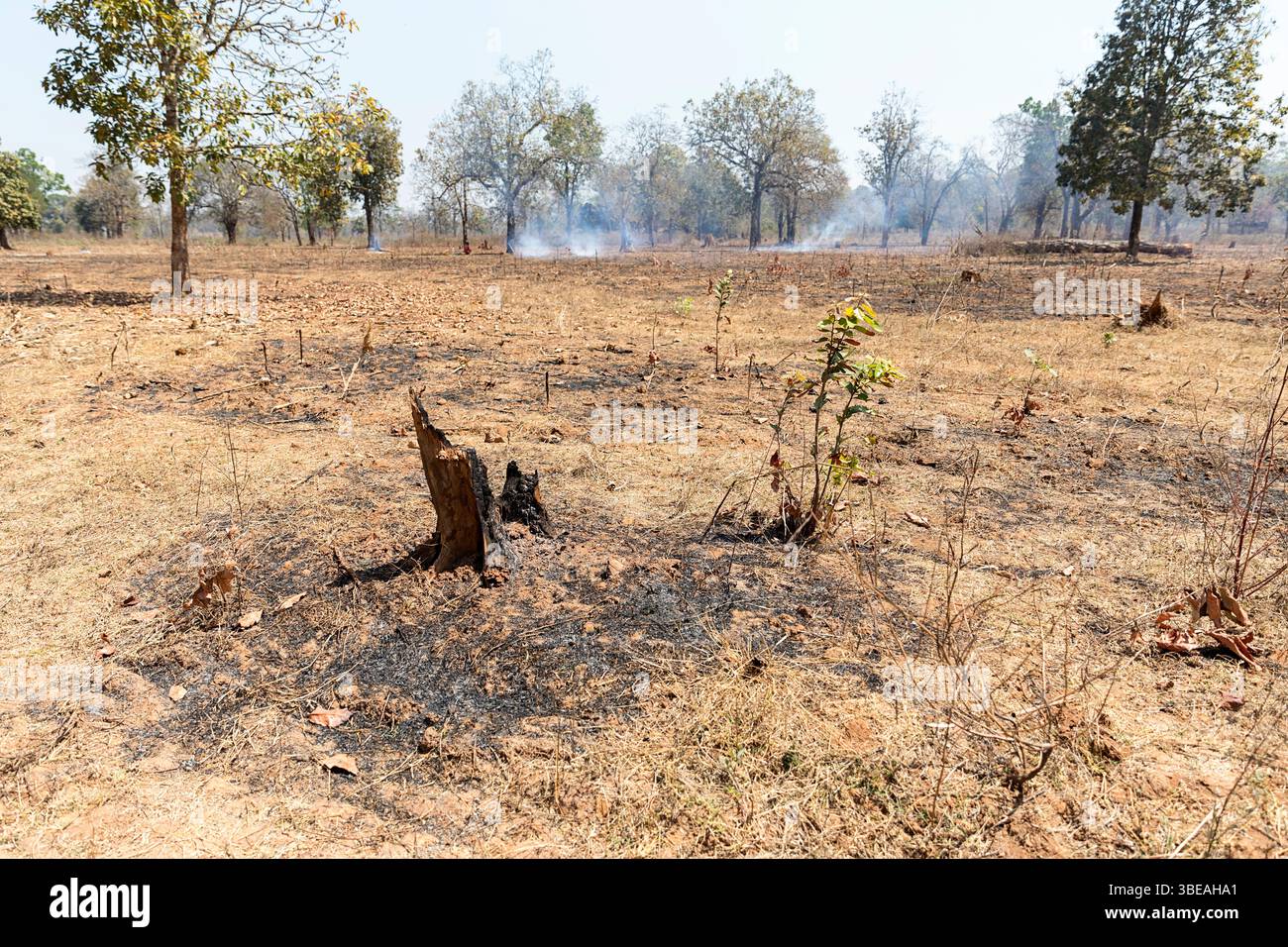 Plaines brûlées sèches de la campagne isolée de l'Odisha en Inde, fumée et feu à distance, souche d'arbre brûlée et pas d'herbe en raison de la chaleur extrême et sèche Banque D'Images