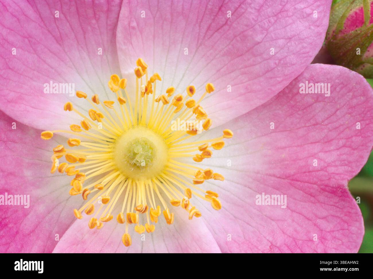 Chien Rose (Rosa canina) gros plan d'une fleur unique de plante poussant dans une haie entre deux champs arables, Berwickshire, Écosse, juin Banque D'Images