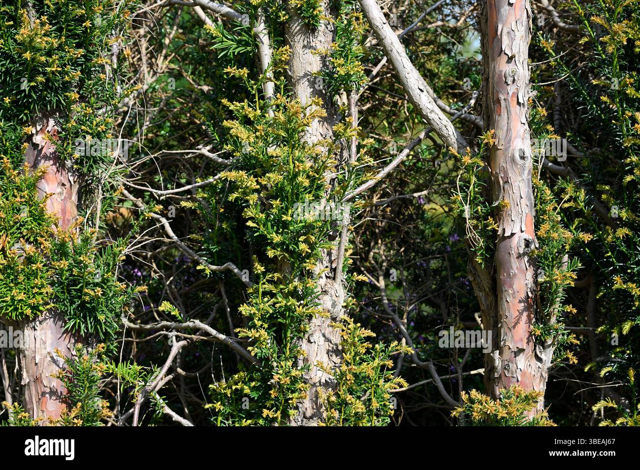 Haie de Yew montrant la repousse après la coupe / élagage jardin UK mai Banque D'Images