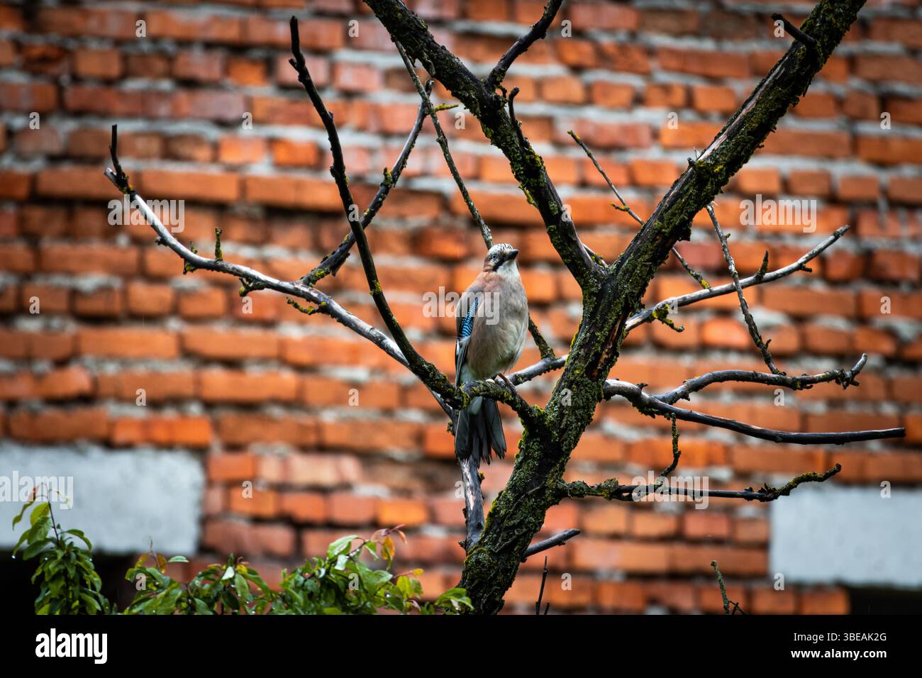 Vue arrière d'un jay eurasien perché calmement sur un arbre contre un mur de briques rustique, mettant en valeur ses longues plumes de queue et sa pose détendue dans un natu calme Banque D'Images