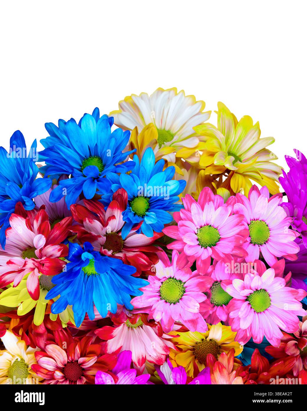 Bouquet coloré de fleurs de printemps de marguerites folles sur fond blanc avec espace de copie Banque D'Images