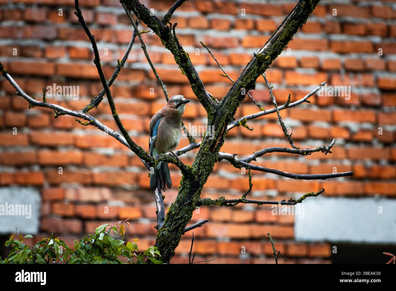 Une capture printanière vivante d'un jay eurasien perché sur une branche d'arbre moussue, avec un mur rustique de briques rouges en arrière-plan. Un moment parfait d'urbain Banque D'Images
