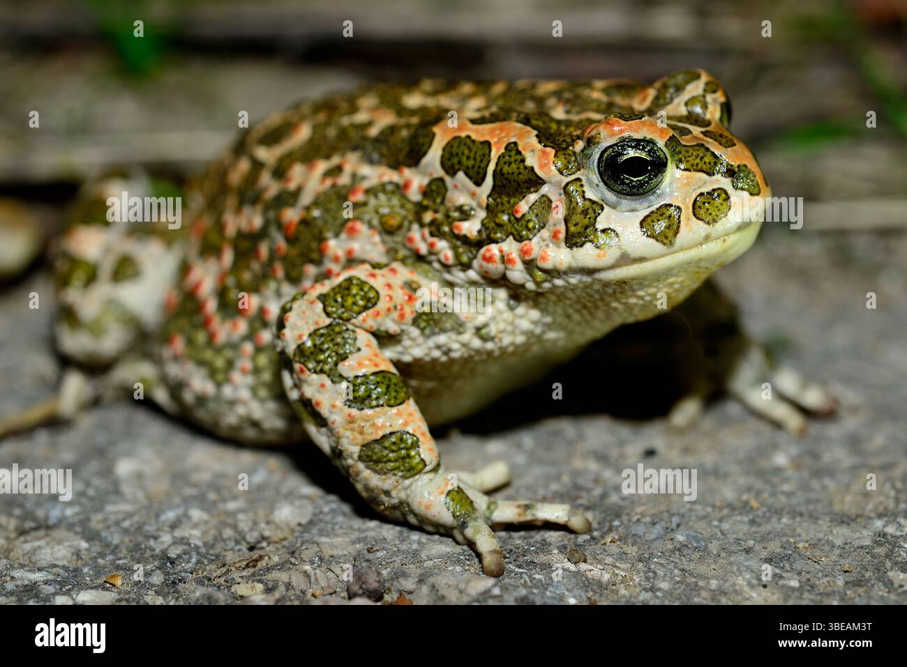 Crapaud (Bufo viridis) près de Dragicevo, Veliko Tarnovo, Bulgarie Banque D'Images