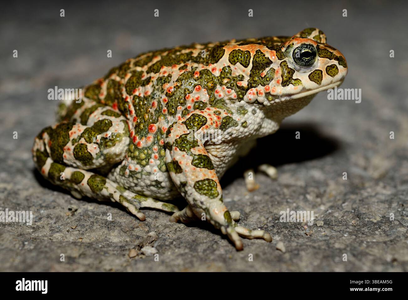 Crapaud (Bufo viridis) près de Dragicevo, Veliko Tarnovo, Bulgarie Banque D'Images