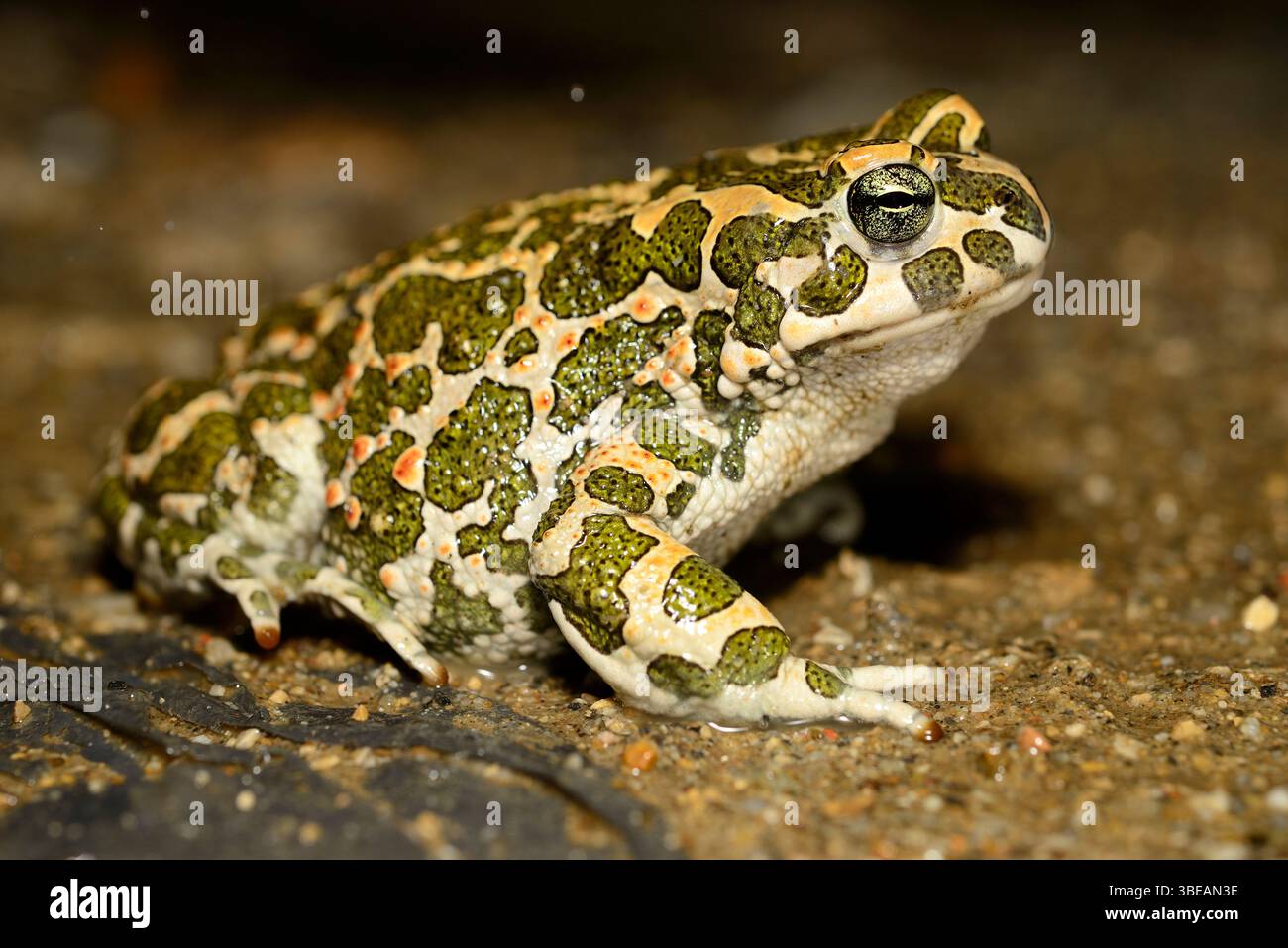 Crapaud (Bufo viridis) près de Dragicevo, Veliko Tarnovo, Bulgarie Banque D'Images