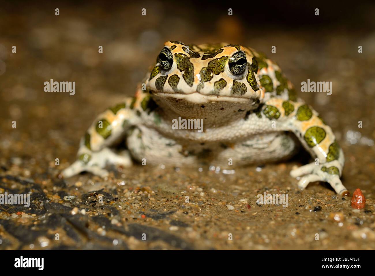 Crapaud (Bufo viridis) près de Dragicevo, Veliko Tarnovo, Bulgarie Banque D'Images