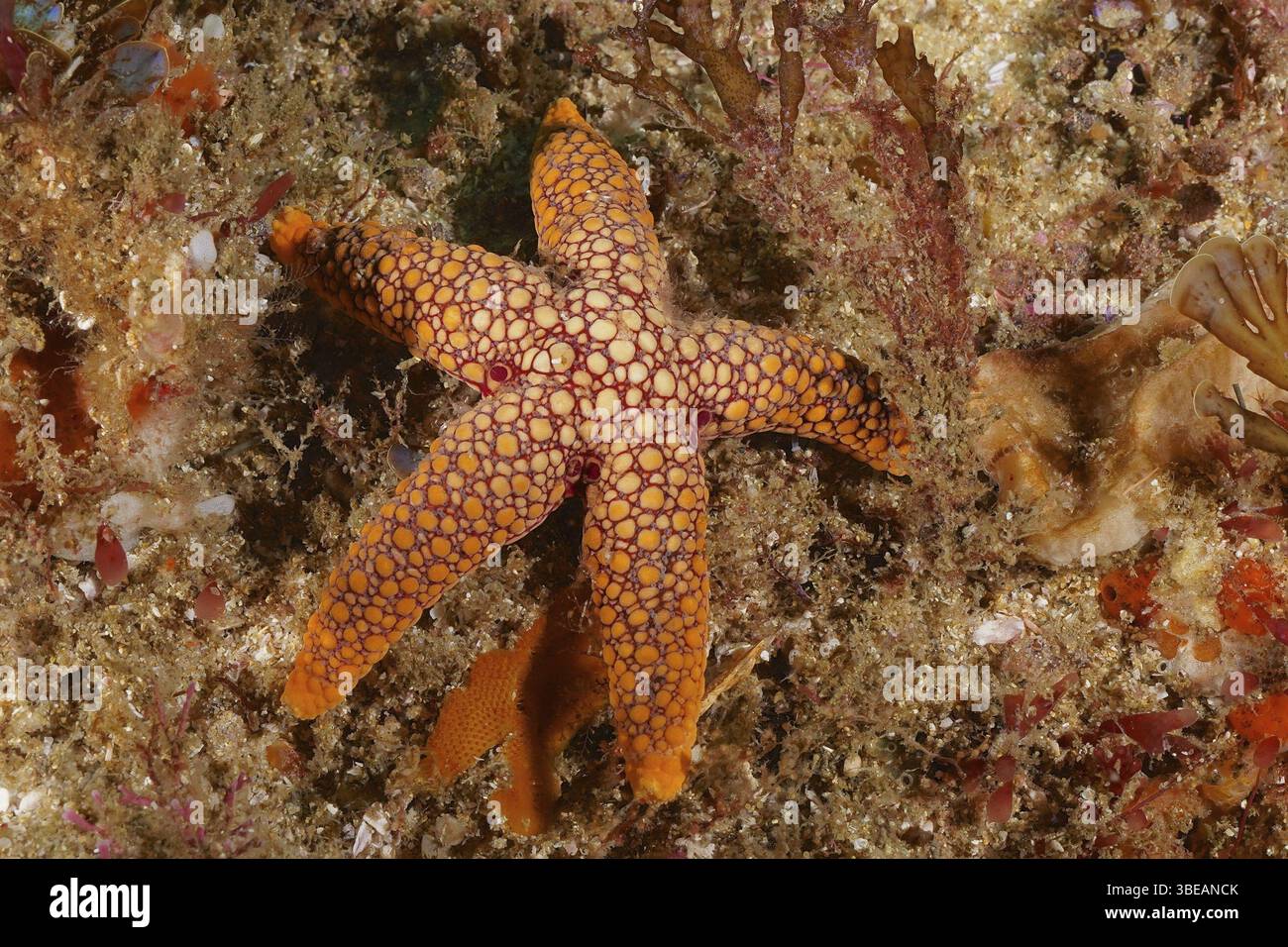 Étoiles de mer à pois rouges (Ferdina mena) Banque D'Images