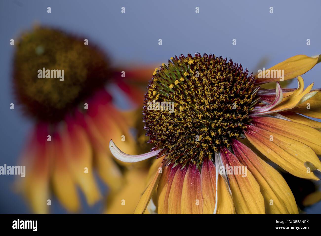 Echinacea purpurea. Forme de jardin rouge et jaune, tête de hérisson (Echinacea purpurea) Banque D'Images