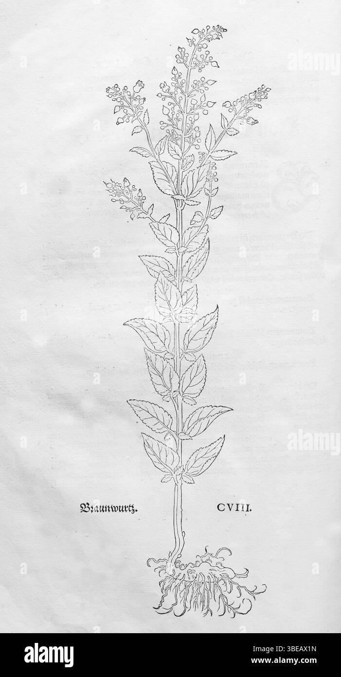 Racine de brune d'eau (Scrophularia auriculata), gravée sur bois par Leonhart Fuchs, de New Kreueterbuch, neues Kraeuterbuch, Michael Isingrin, Bâle, Suisse Banque D'Images