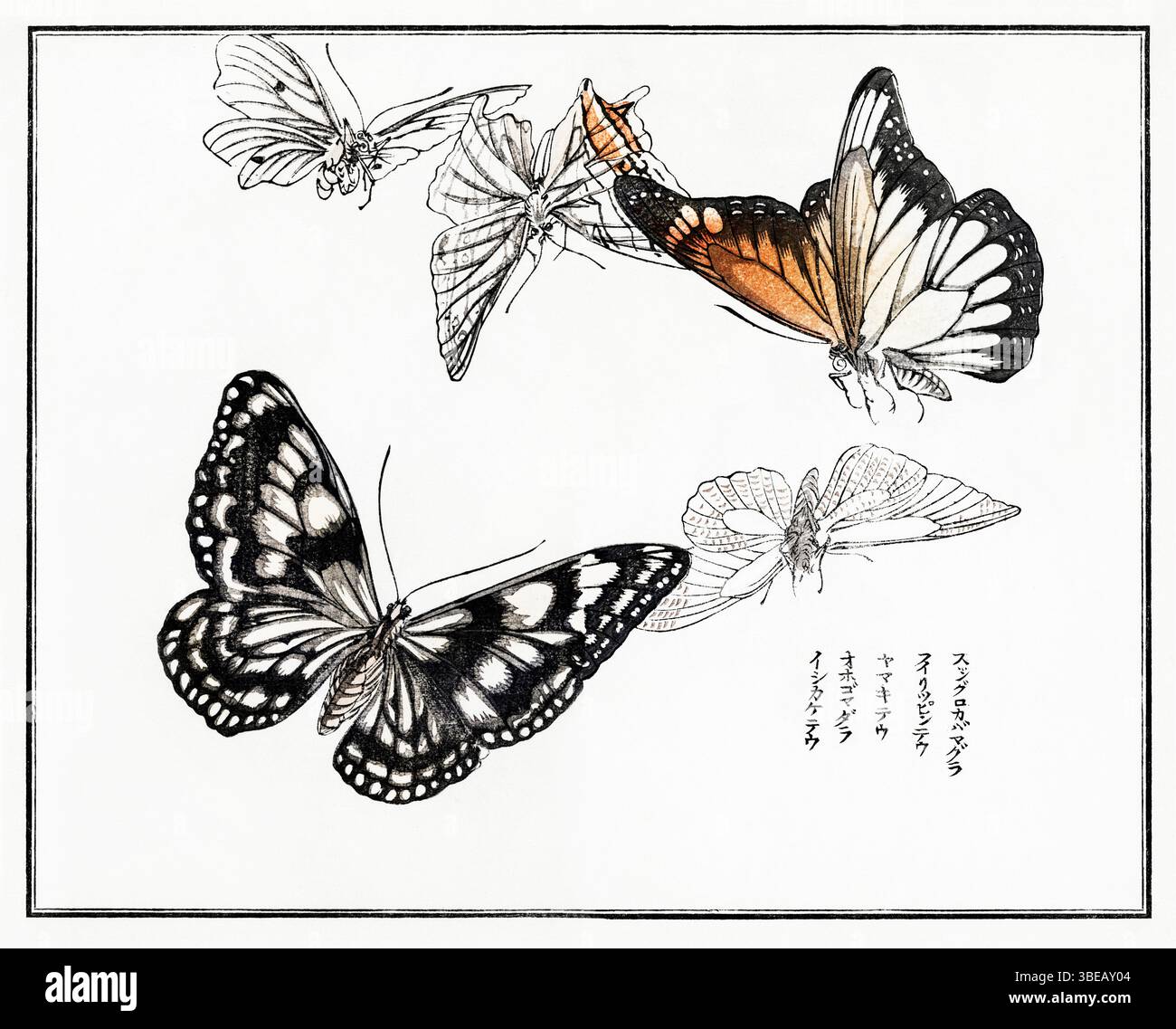 Illustration délicate de papillon par Morimoto Toko, 1910 - estampe restaurée de Churui Gafu, mettant en valeur l'art japonais Kacho-GA de l'ère Taisho avec un naturaliste Banque D'Images