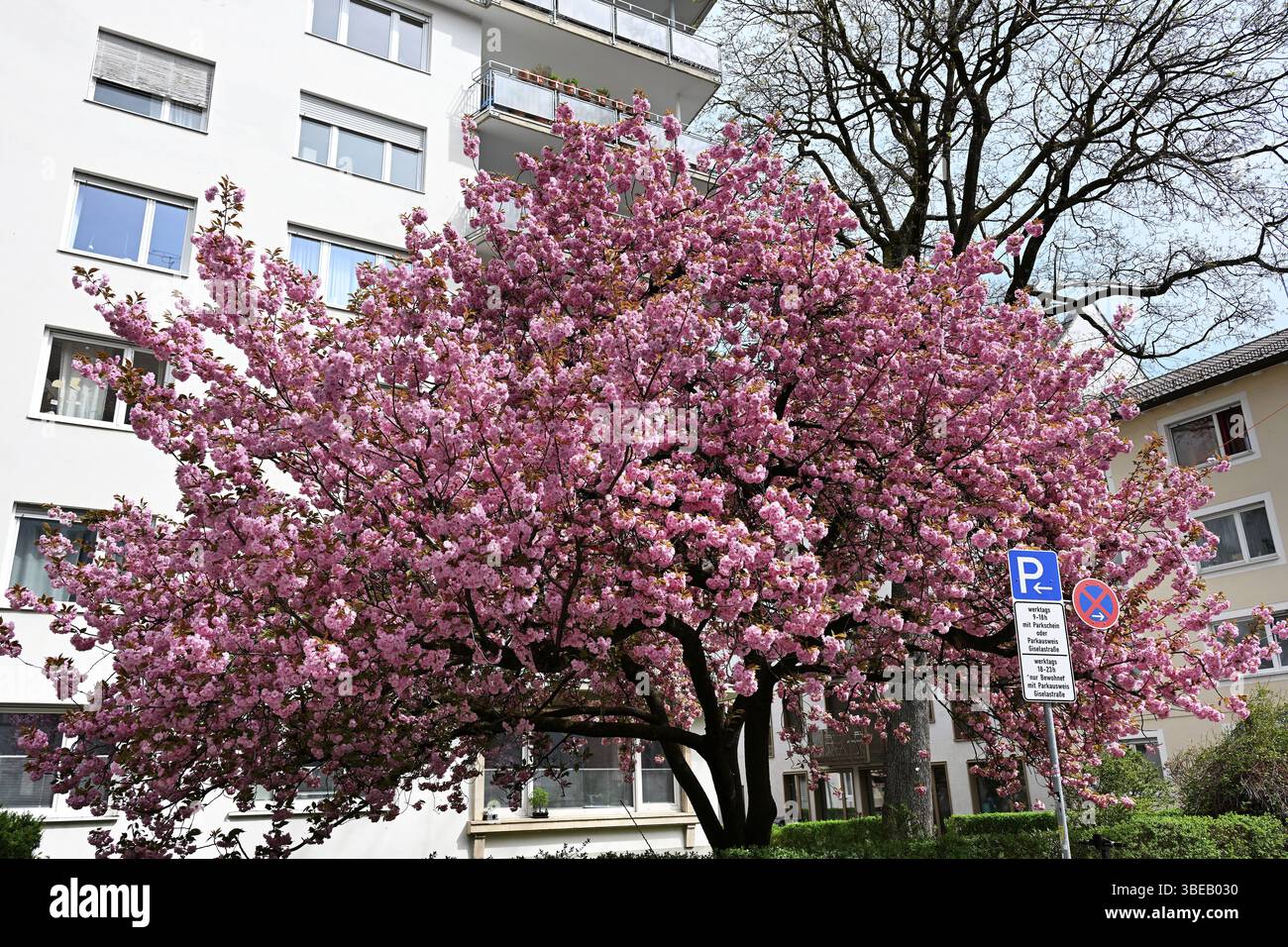 Cerisier japonais, cerisier japonais, cerisier oriental, cerisier japonais, cerisier japonais (Prunus serrulata) Banque D'Images