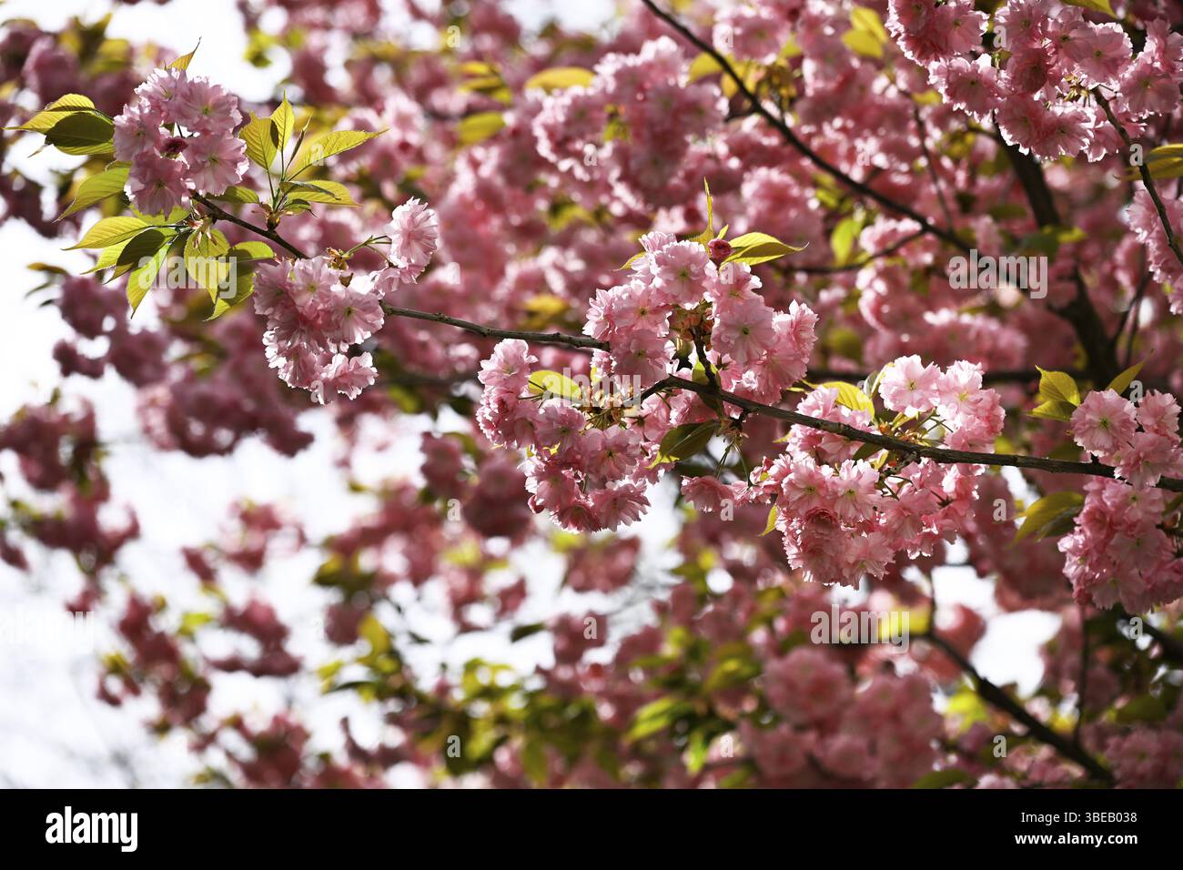 Cerisier japonais, cerisier japonais, cerisier oriental, cerisier japonais, cerisier japonais (Prunus serrulata) Banque D'Images