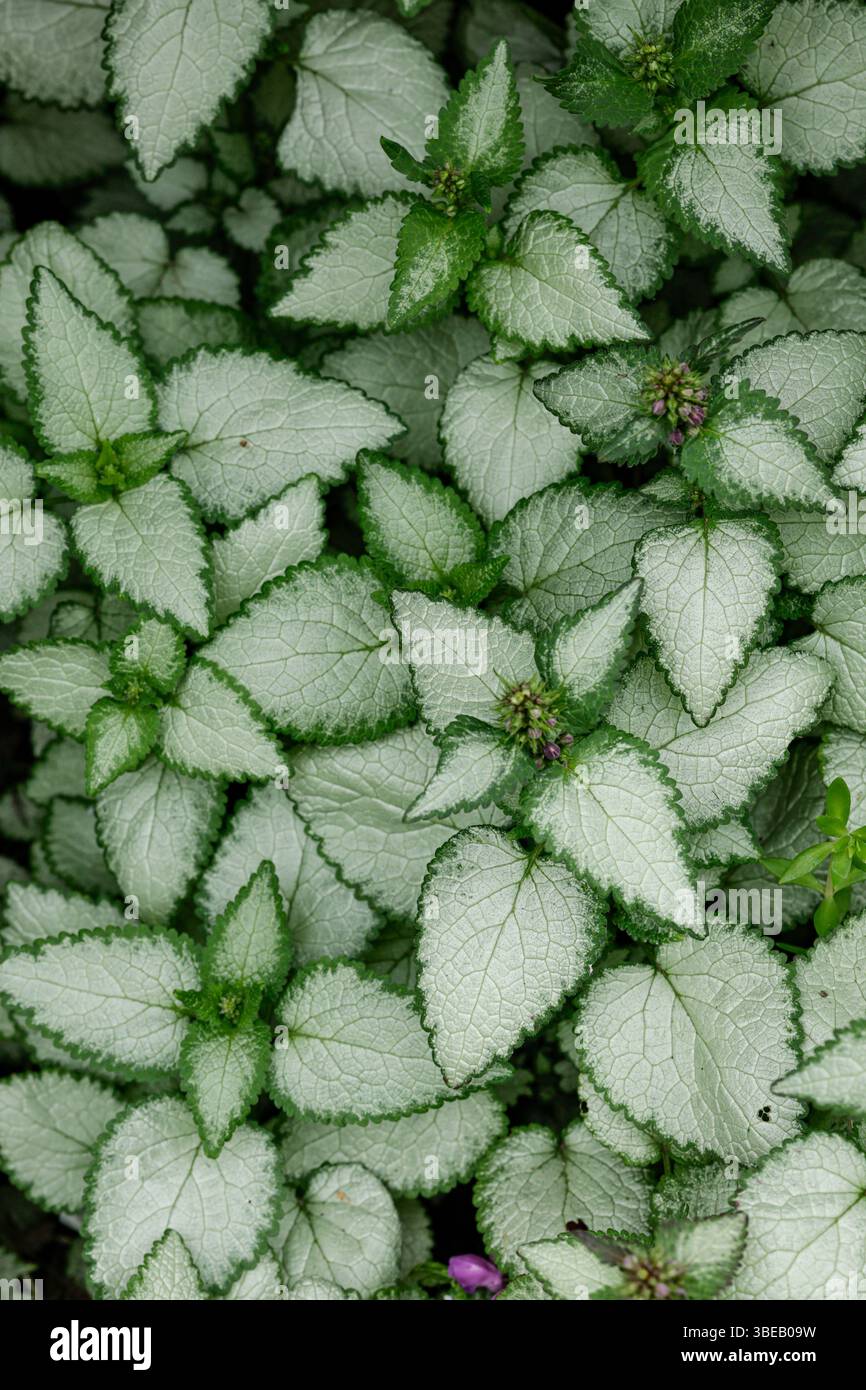 Blanc argenté avec bords verts feuilles de Lamium maculatum - fond naturel. Plante ornementale de couverture de sol. Banque D'Images