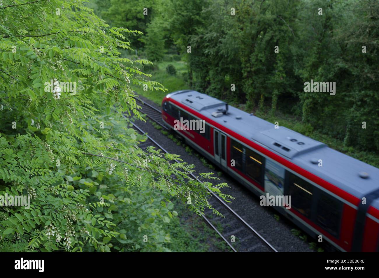 Floraison de robinia sur une pente au-dessus de la voie ferrée, Deutsche Bahn, remblai, boutures vertes, obligation de sécurité routière, Westfrankenbahn, régional Banque D'Images