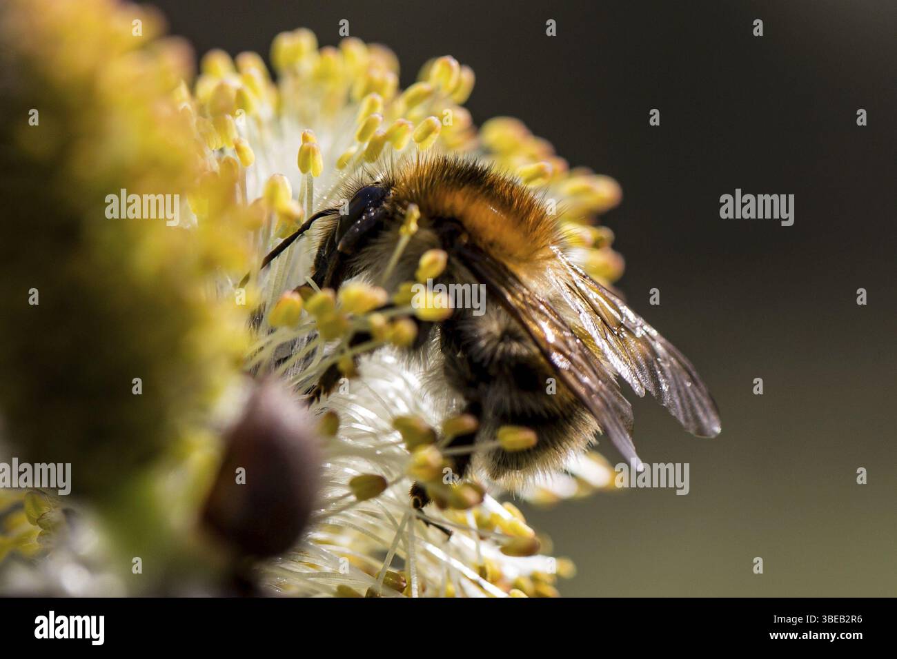 Arbre bourdon (Bombus hypnorum) Banque D'Images