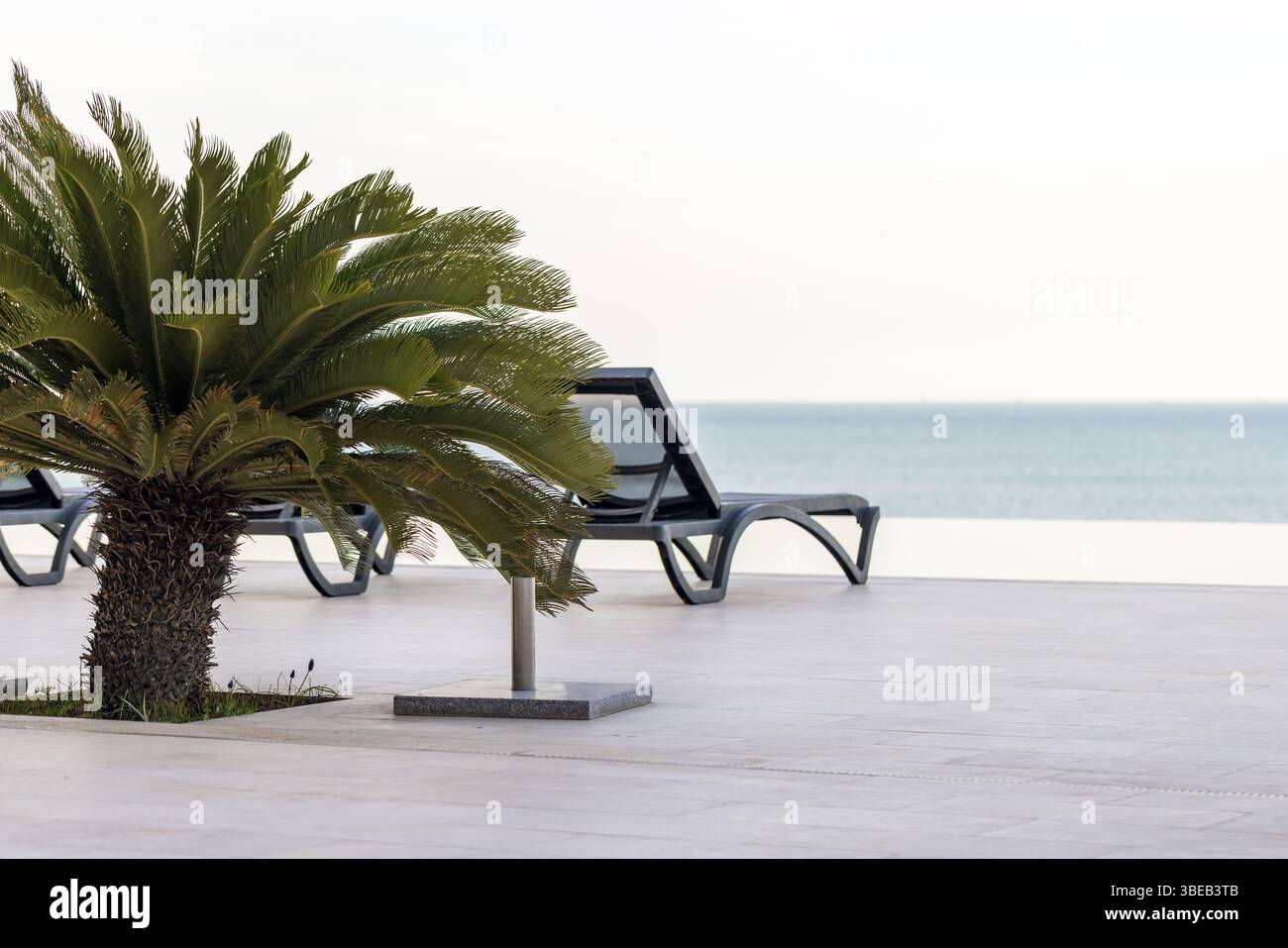 Scène balnéaire paisible mettant en vedette un palmier et des chaises longues sur une terrasse près de l'océan Banque D'Images