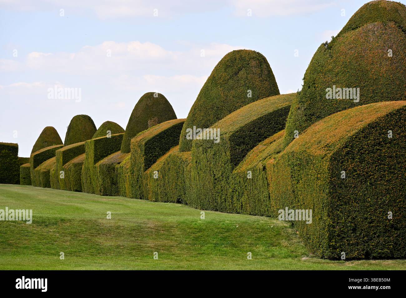 Haie d'if topiaire taillée au château et jardin de Chirk, pays de Galles, Royaume-Uni mai Banque D'Images