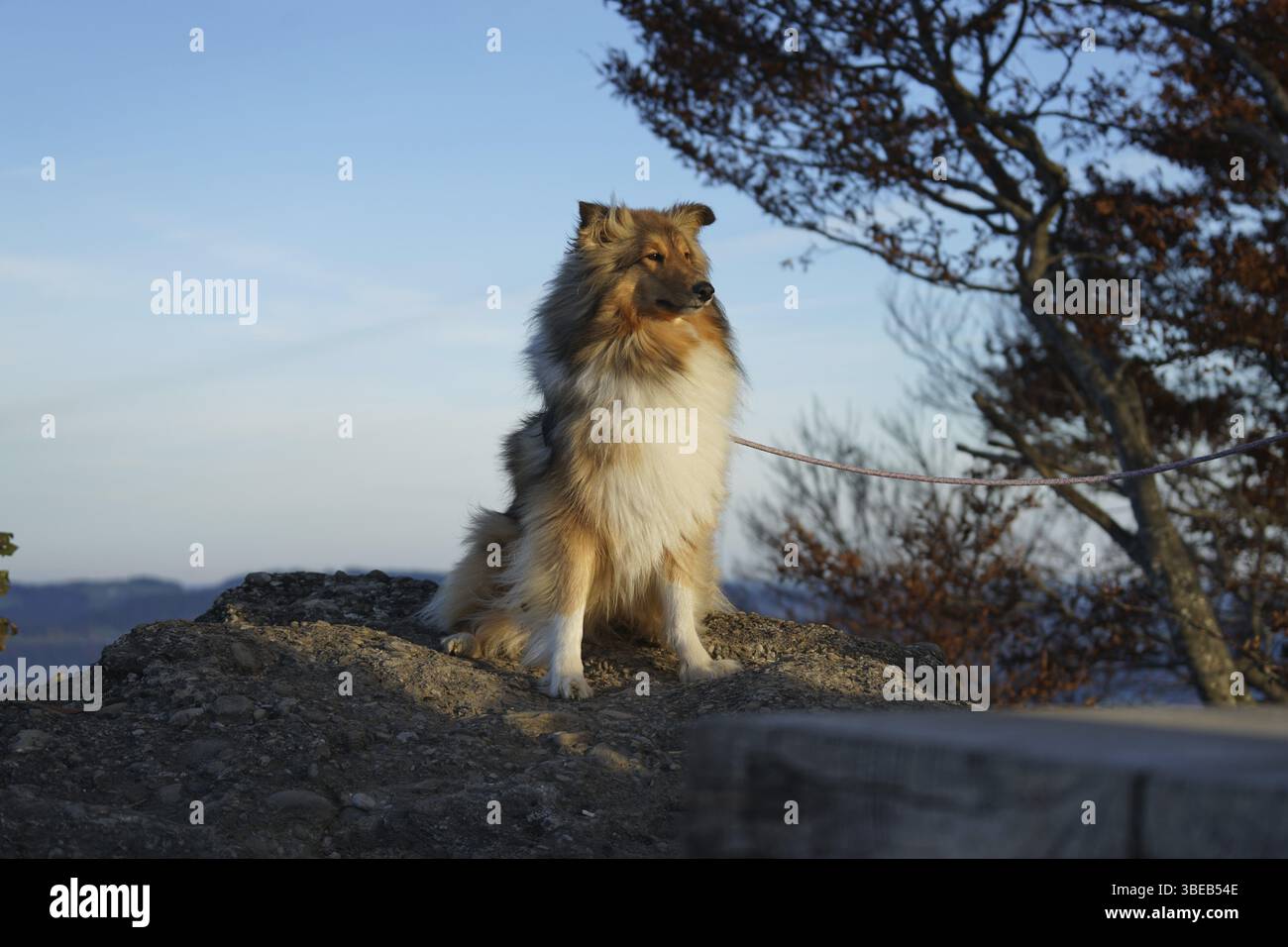 Collie à poil long Banque D'Images