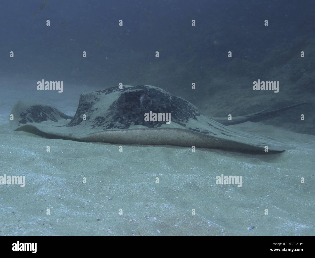 Raie à pois noirs (Taeniura meyeni) Banque D'Images