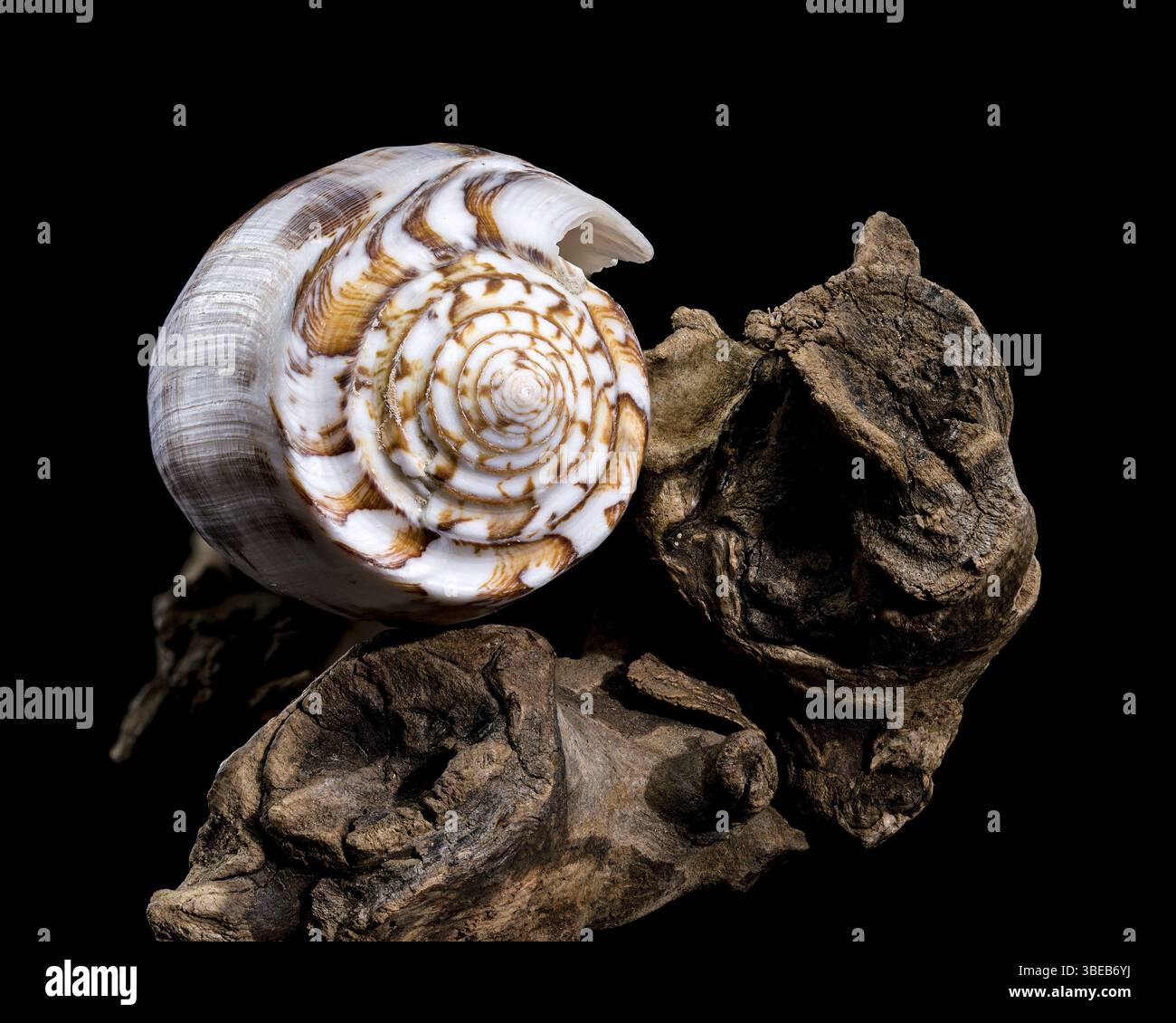 Gros plan d'un Conus striatus, communément appelé coquille de cône strié, présentant ses motifs spiraux complexes et ses tons terreux, reposant sur la texture Banque D'Images